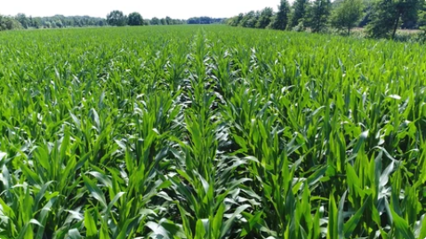 Rows of healthy green maize plants in Nakuru County