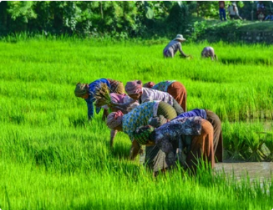 Rice farmers working in vibrant green fields in Mwea