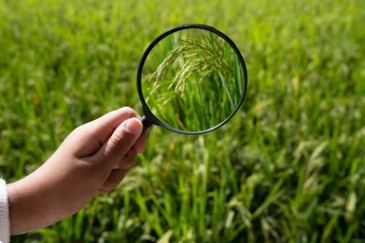 Magnifying glass examining rice quality in Mwea fields