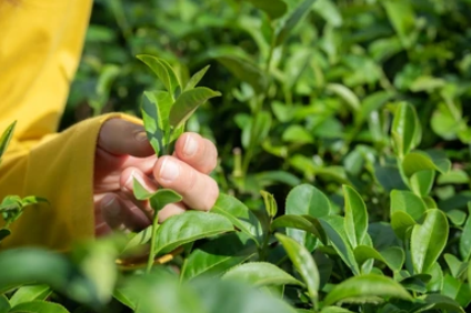 Close-up of tea leaves being inspected in Kericho plantation